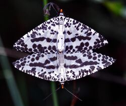 Geometrid Moths (Abraxaphantes perampla) mating (7788487322).jpg