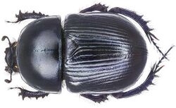 Geotrupes spiniger (Marsham, 1802) male (3937033645).jpg