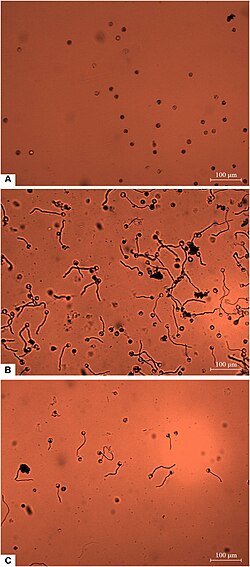 Germination of Phytophthora erythroseptica zoospores fmicb-10-00131-g002.jpg