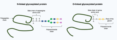 Two polypeptide chains, one with an asparagine side chain exposed and a polysaccharide attached to the nitrogen atom within asparagine. The other polypeptide has a serine side chain exposed and the core of a polysaccharide attached to the oxygen atom within serine.