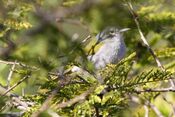 Green-tailed Warbler(Microligea palustris) (8082776636).jpg