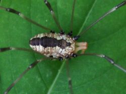 Harvestman detail.jpg