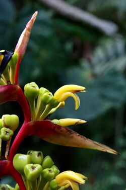 Heliconia impudica (Heliconiaceae) (29856107273).jpg