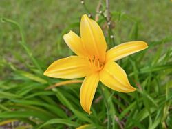 Hemerocallis lilioasphodelus flower.jpg