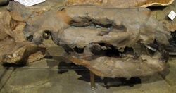 Hemipsalodon skull.jpg