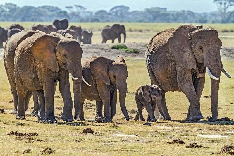 File:Herd of Elephants.jpg