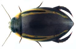 Hydaticus satoi.jpg