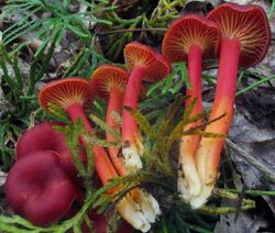 Hygrocybe appalachianensis 352956.jpg