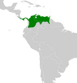 Hylophilus flavipes map.svg