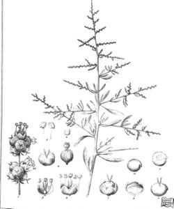 Iconography of Australian salsolaceous plants (1889) (20123521494).jpg