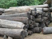 A close-up photo of an organized pile of dozens of rosewood logs