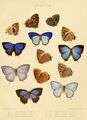 Illustrations of diurnal Lepidoptera British Museum Catalogue III.jpg