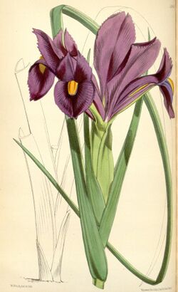 Iris filifolia.jpg