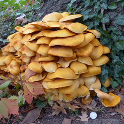 Jack o' Lantern Mushroom Fungus.png