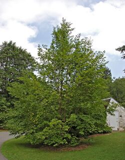 Japanese Stewartia Stewartia pseudocamellia Tree 2000px.jpg