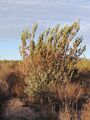 Leucadendron procerum 15278700.jpg