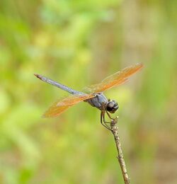 Libellula jesseana gaudettelaura 19138517.jpg