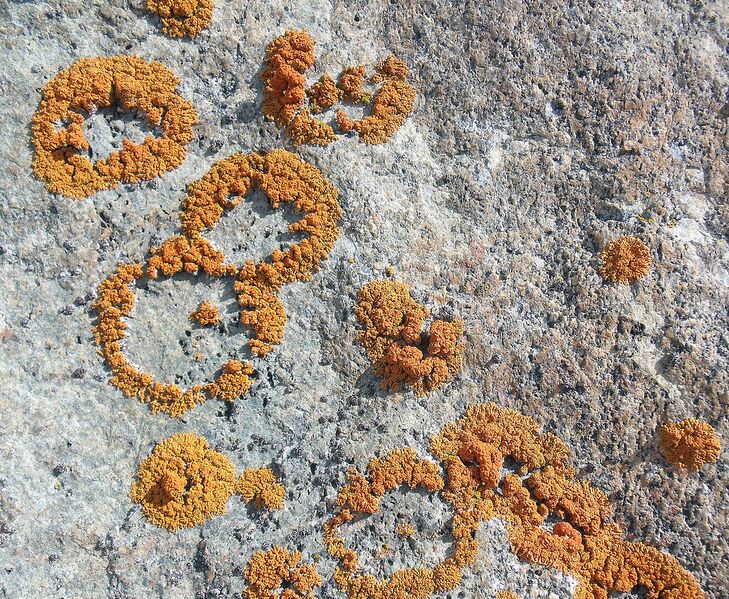 File:Lichen on Nunavut rocks -c.jpg