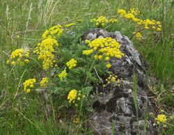 Lomatium donnellii.jpg