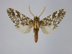 Lophocampa affinis1.JPG