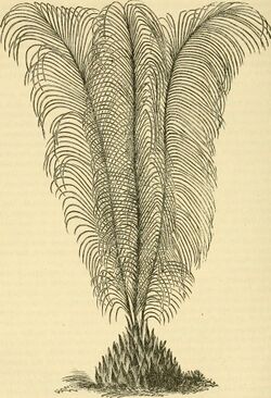 Macrozamia pauli-guilielmi.jpg