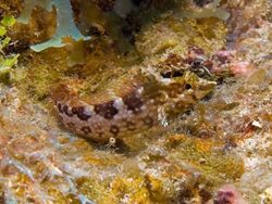 Malacoctenus boehlkei (Diamond Blenny).jpg