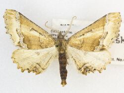 Meske's Pero Moth, Pero meskaria -25969, Det. R. Hannawacker, Organpipe Cactus National Monument, Arizona. 15 April 1947, John L. Sperry (49550964542).jpg