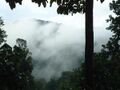 Mist forest sabarimala kerala - panoramio.jpg