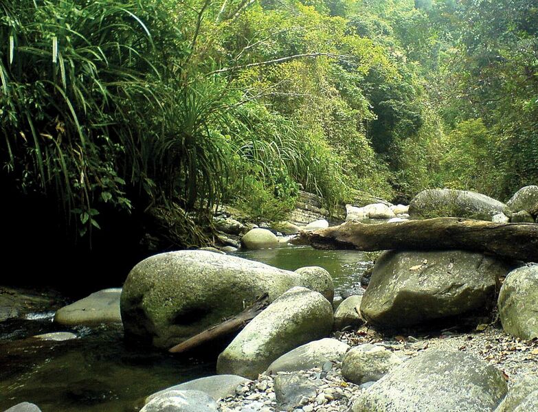 File:Mountain creek, Taranaban River tributary, Palawan.jpeg
