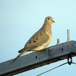 Mourning Dove (17157188912).jpg