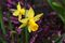 Narcissus Cyclamineus Tete a Tete.jpg