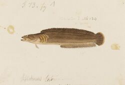 Naturalis Biodiversity Center - RMNH.ART.233 - Ernogrammus hexagrammus (Temminck and Schlegel) - Kawahara Keiga - 1823 - 1829 - Siebold Collection - pencil drawing - water colour.jpg