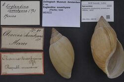 Naturalis Biodiversity Center - ZMA.MOLL.388378 - Euglandina (Euglandina) sowerbyana (Pfeiffer, 1846) - Spiraxidae - Mollusc shell.jpeg