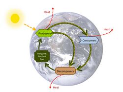 Nutrient cycle.jpg