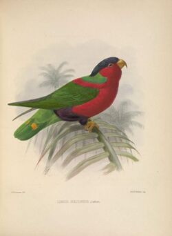 Ornithological miscellany (Plate) (5981479349).jpg