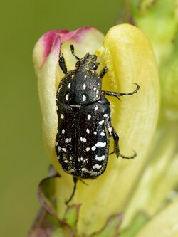 Oxythyrea funesta - Pedicularis sceptrum-carolinum - Keila.jpg