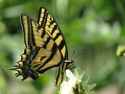 Papilio multicaudata-female nectaring.jpg