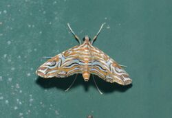 Paracymoriza vagalis (20848112035).jpg