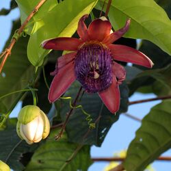 Passiflora ambigua (6833902599).jpg