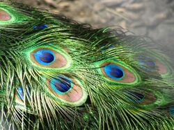 Peacock feathers closeup.jpg