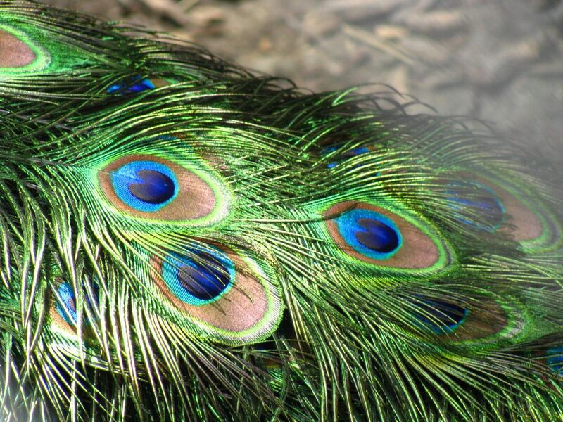 File:Peacock feathers closeup.jpg