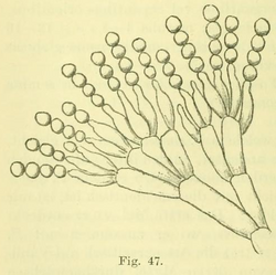 Penicillium solitum Westling - Ark. Bot. 11 - p. 66, fig. 47.png
