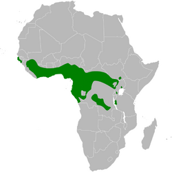 Phyllastrephus scandens distribution map.png