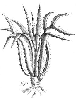 Phytographia Plate 258 Fig 1.jpg