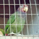 A green parrot with a blue collar and a red head with white speckles