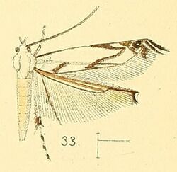 Pl.4-fig.33-Thiotricha tenuis (Walsingham, 1891) (Polyhymno).jpg