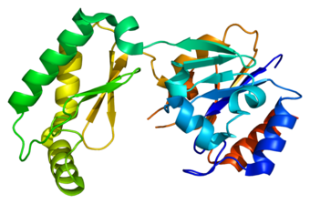 Protein PMM2 PDB 2amy.png