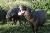 Pygmy hippopotamus pair.jpg