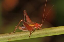 Restless Bush Cricket - Hapithus agitator, Occoquan Bay National Wildlife Refuge, Woodbridge, Virginia - 30812951304.jpg