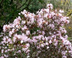 Rhododendron racemosum 1.jpg